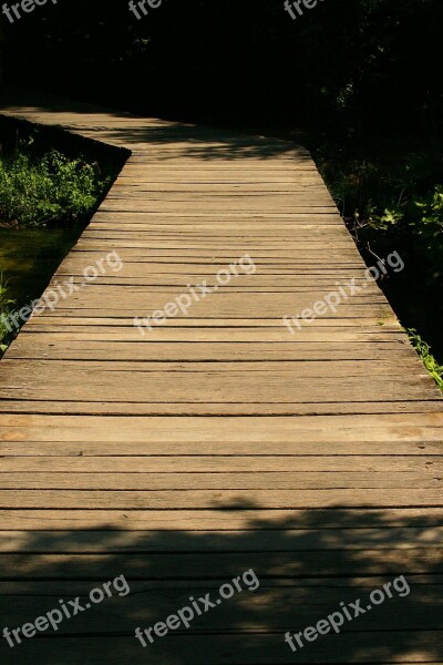 Boardwalk Forest Nature Trail Web Wood