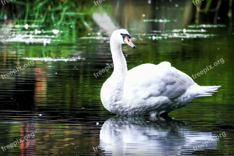 Swan Nature Bird Wildlife Lake