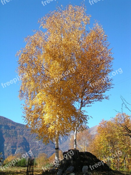 Birch Autumn Mountain Free Photos