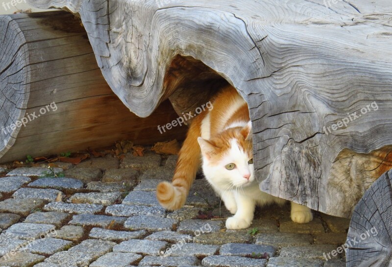 Domestic Cat Cat Animals Hidden Cover