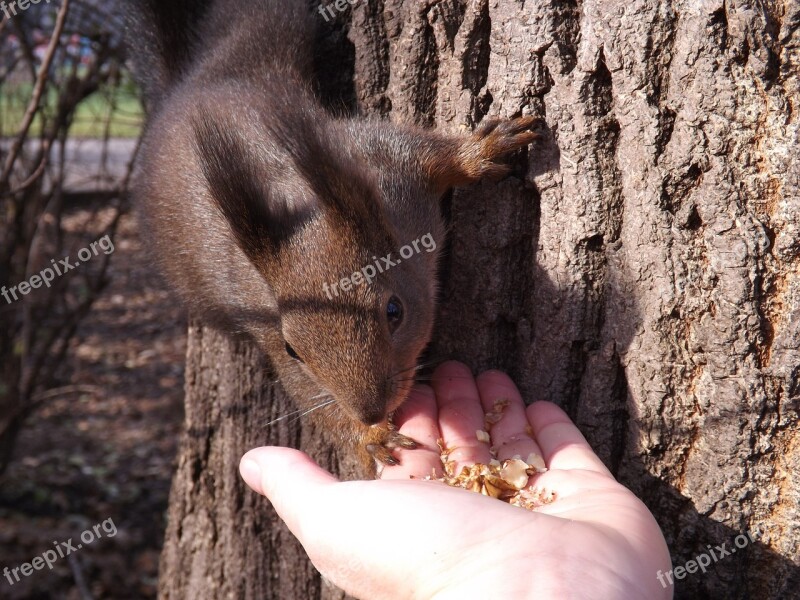 Squirrel Forest Trees Wildlife Nature