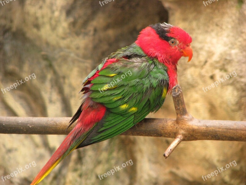 Parrot Bird Perched Tropical Green