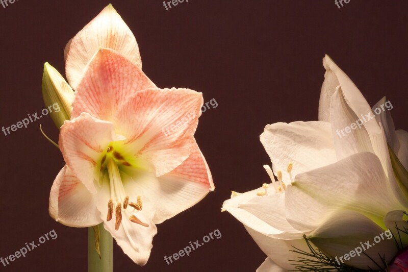 Amaryllis White Pink Flowers Flower