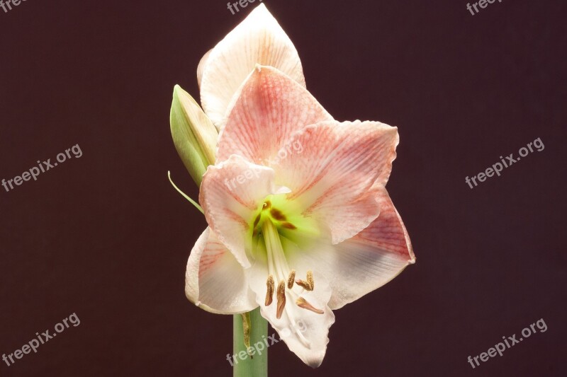 Amaryllis White Pink Flowers Flower