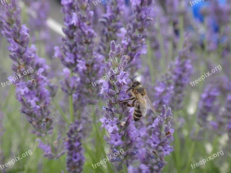 Lavender Bee Forage Insect Free Photos