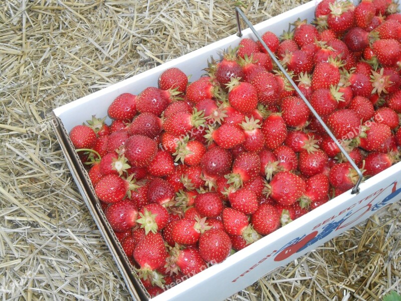 Strawberries Fresh Fruit Nutrition Antioxidant