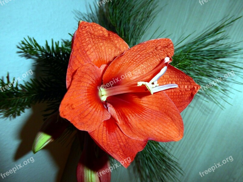 Amaryllis Bloom Knights Star Blossom Bloom Red