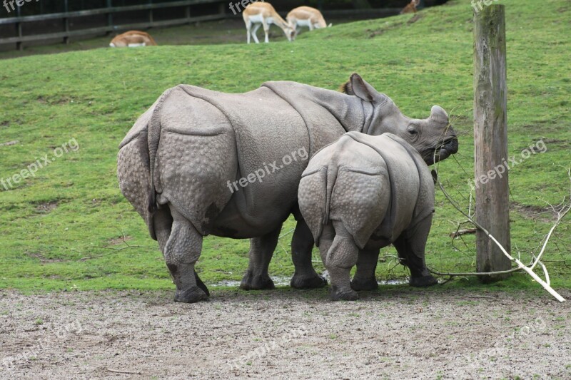 Rhinoceros Animal Mammal Zoo Baby