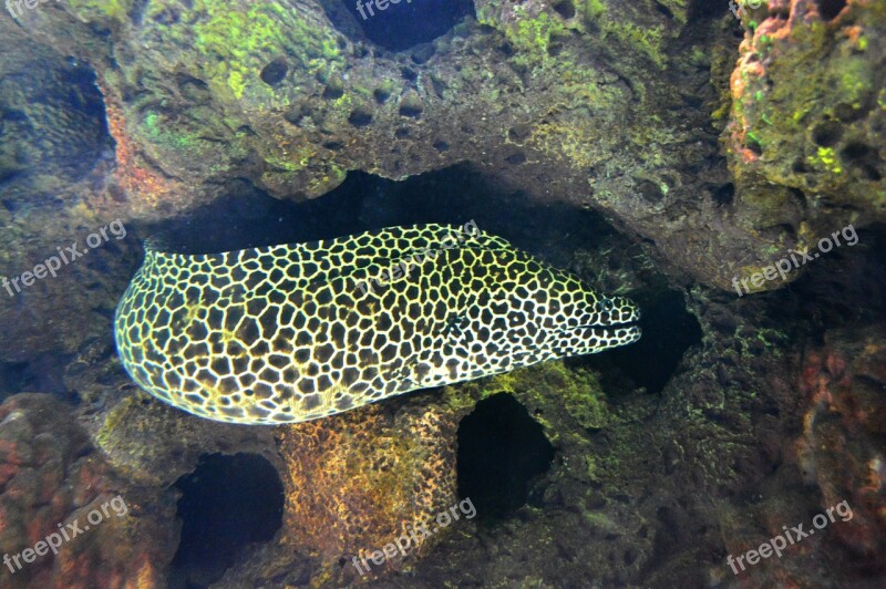 Moray Spots Coral Gymnothorax Moringa