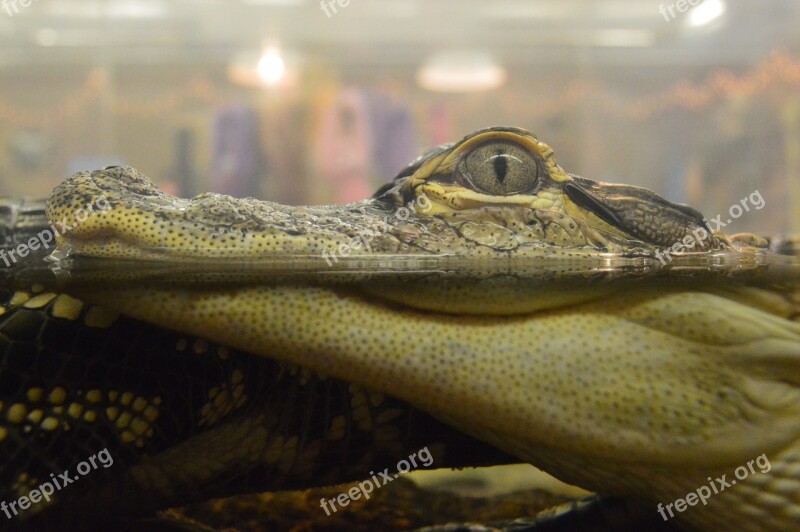 Alligator Crocodile Baby Gator Aquarium