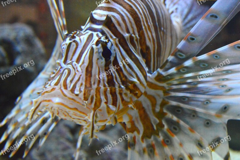 Pterois Lionfish Lion Fish Ocean