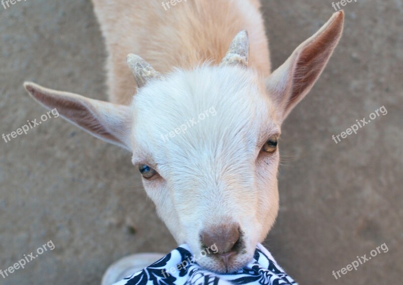 Goat Baby Eating Shirt Cute