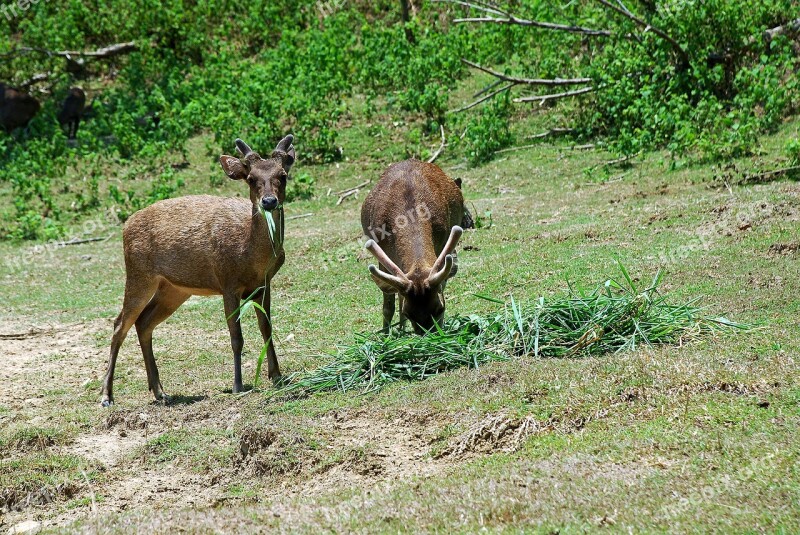 Deer Animals Livestock Landline Forest