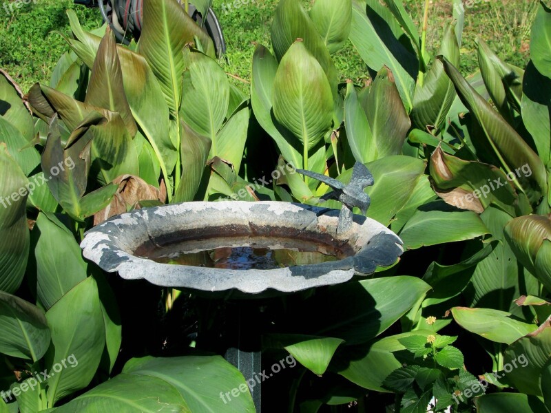 Birdbath Plants Water Nature Green