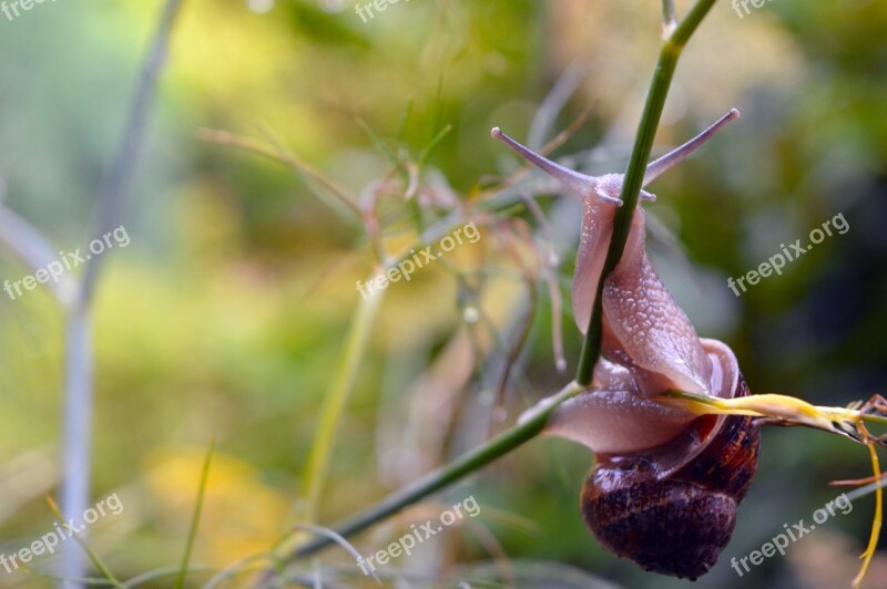 Snail Slow Garden Shell Nature