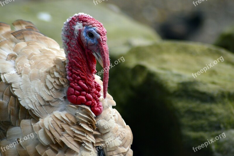 Turkey Bird Feather Holiday Nature