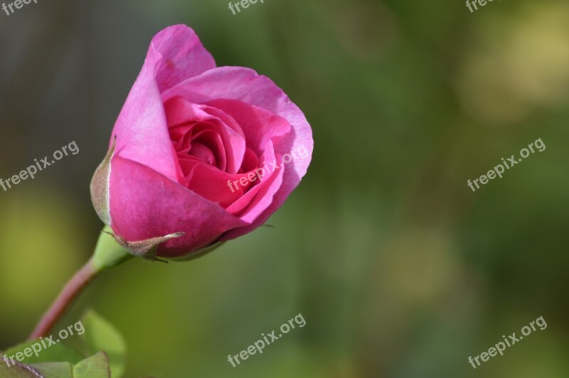 Rose Love Pink Flower Wedding