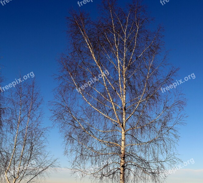 Birch Trees Winter Sky Blue