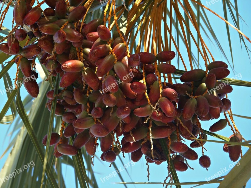 Dates Palm Tree Mediterranean Fruit Sweet