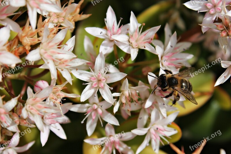 Flower Bee Honey Mediterranean Field