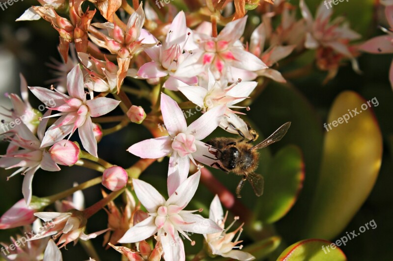 Bee Flower Pistils Honey Sweet