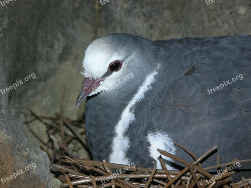 Bird Nest Bird Nest Sitting Dove