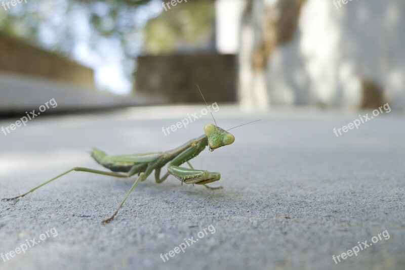 Praying Mantis Insect Animal Nature Wildlife