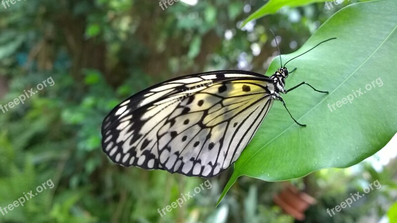 Butterfly Leaf Wing Animal Leaves