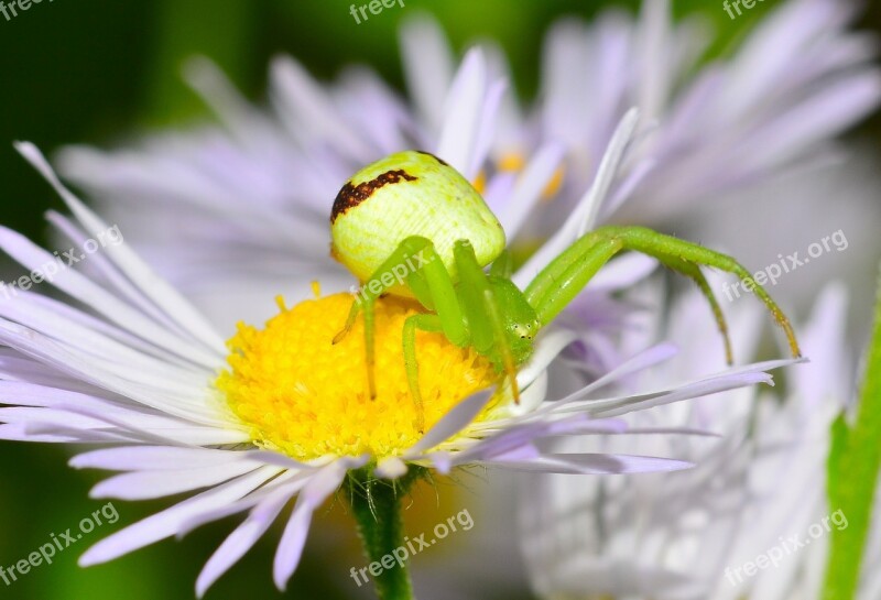 Spider Insects Green Flower Margaret