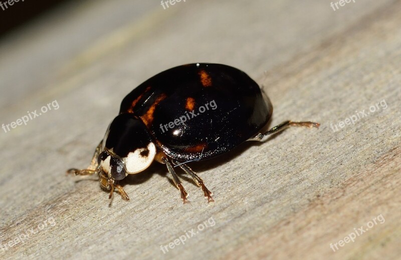 Ladybug Beetle Insects Macro Free Photos