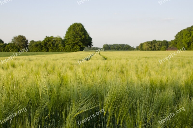 Wheat Field Meadow Green Trees Landscape