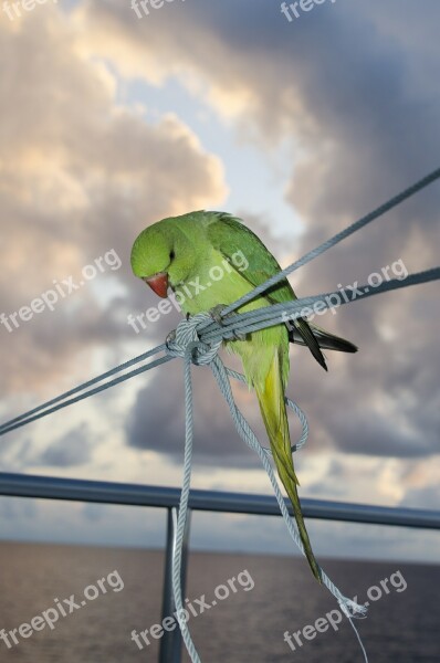 Parakeet Bird Green Animal Free Photos