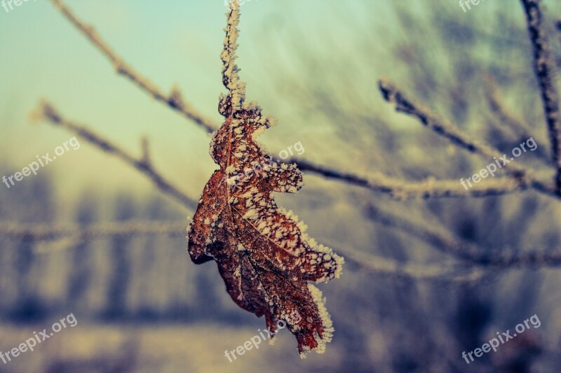 Frozen Leaf Ice Crystals Ice Snow Leaf