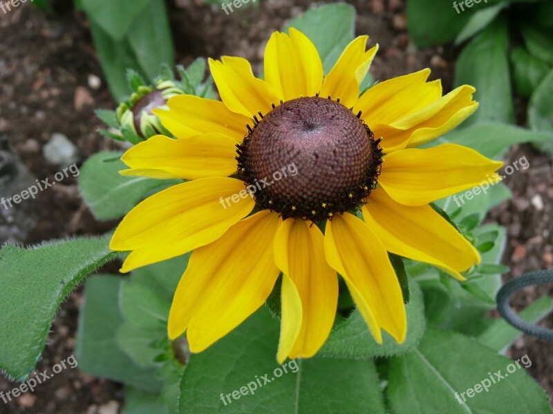 Coneflower Flower Yellow Sunflower Summer