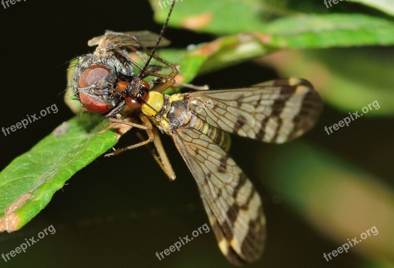 Mecoptera Insects Panaropa Moscow Scorpio