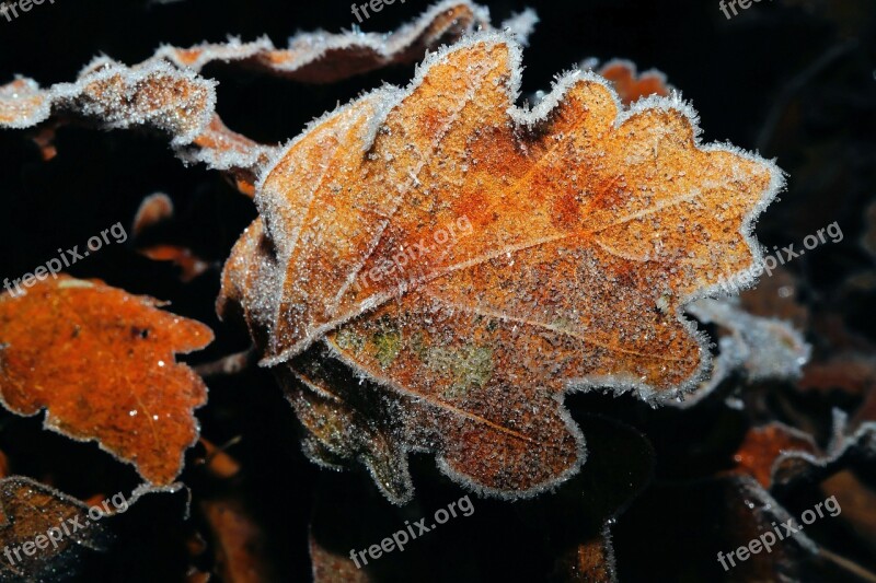 Oak Leaf Leaves Ground Winter