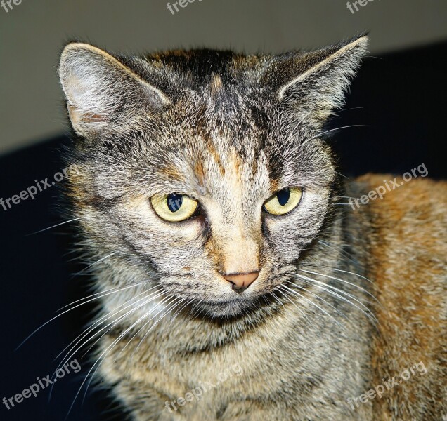 Cat Female Head Portrait Pet