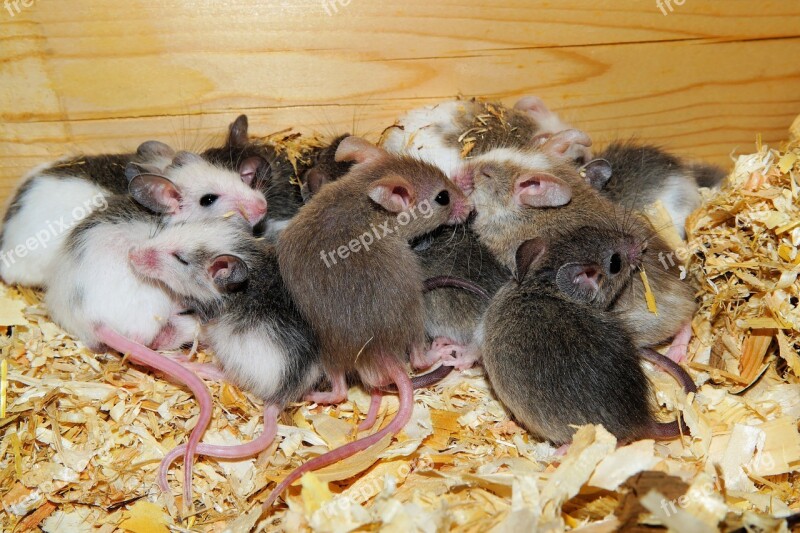 Mastomys Mice Cute Rodents Society