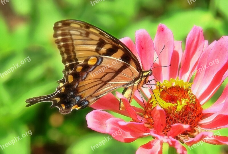 Butterfly Zinnia Swallowtail Pink Flower