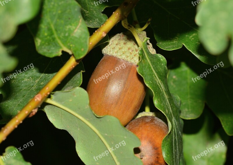 Nature Fruit Acorn Tree Macro