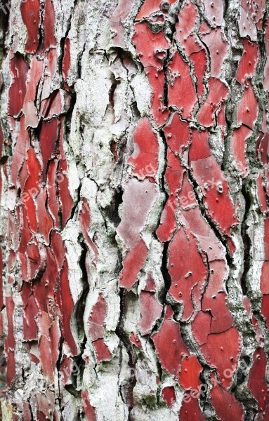 Tree Trunk Nature Bark Wood