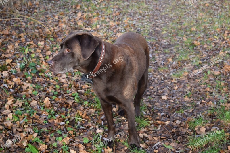 Labrador Dog Autumn Pet Nature