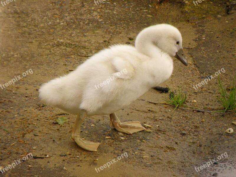 Swan Cub House White Free Photos