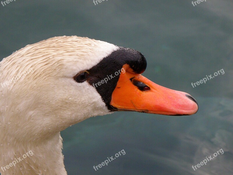 Swan Head White Beak Free Photos