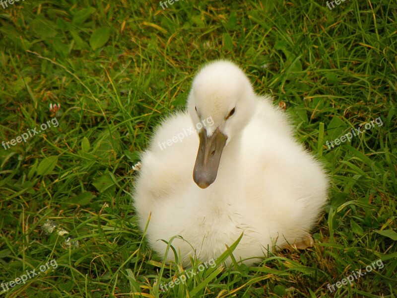 Swan Cub White Lawn Sitting