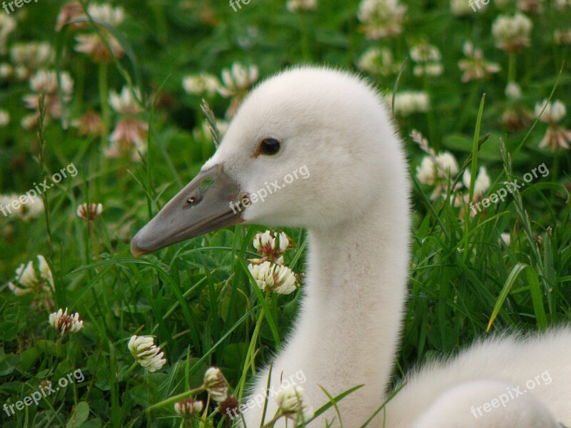 Swan Cub Bird Lawn White