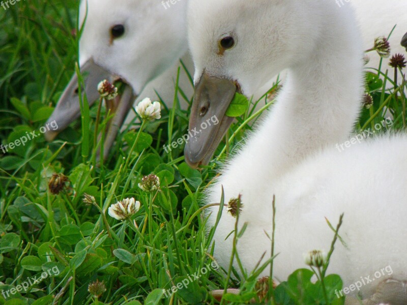 Swan Cub Bird Lawn White