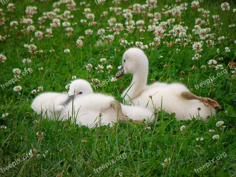 Swans Cub Bird Lawn White