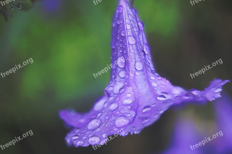 Water Drops Flower Lilac Macro Blue