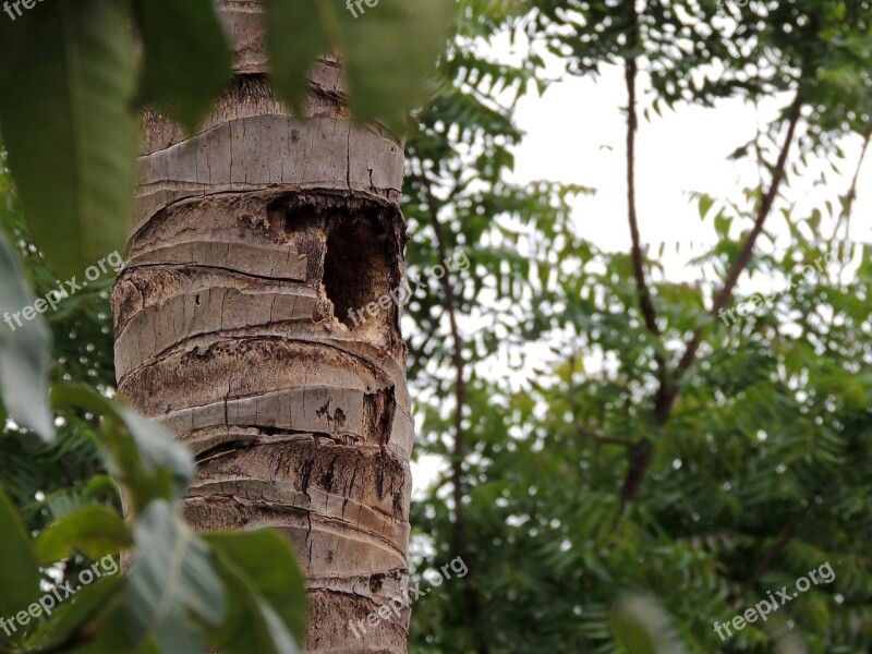 Nest Trunk Coconut Tree Free Photos